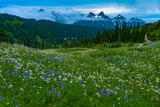 Mount Rainier Meadow print