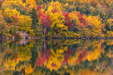 New England Autumn Tree Reflection print