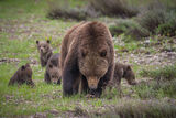 Grizzly bear 399 Watching you print