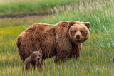 Grizzly Spring Cub  Photo print