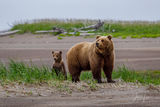 Brown Bear Photo