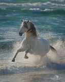 Andalusian Stallion In the Surf HKPW_5899 print