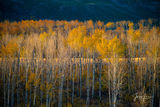 Golden Layers of Autumn Aspen Trees print