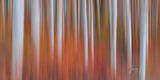 Heat | Aspen Tree Blur print