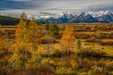 Picture of Autumn in the Tetons print