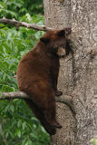 Black Bear Photo in tree  print