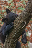 Black Bear Tree Nap  print
