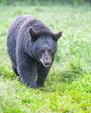 Black Bear in the grass print
