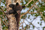 Black Bear Cub  print