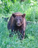 Brown Black Bear Photo   print