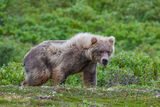  Grizzly Bear picture 104 print