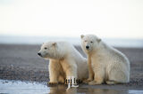 Polar Bear Brothers print