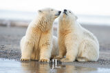 Polar Bear buddies Photo print