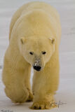 Polar Bear Charge print