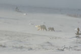 Polar Bear in Storm Photo print