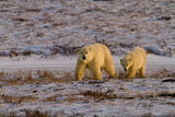 Traveling Polar Bears print