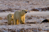 Polar Bear Family on Ice  print
