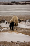 Polar Bear and sled dog print