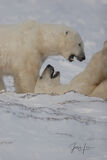 Polar Bear play Photo print