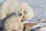 Polar Bear Mother and Cub  print