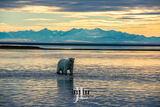 Polar Bear on the bay print