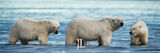 Polar Bear mom and yearlings print
