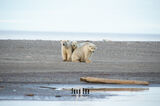 Polar Bear Family print