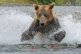 Alaska Bear photography Workshop print