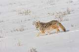 Coyote Photo 5 print