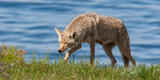Coyote Photograph 5 print