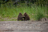 Brown Bear cubs Photo 125 print