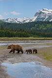 Brown Bear cubs Photo 126 print