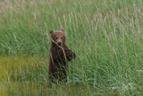 Brown Bear Cub Standing  print