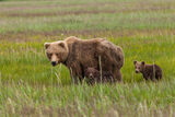 Brown Bear Cubs Photo 135 print