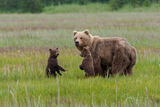 Brown Bear cubs Photo 136 print