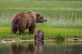 Brown Bear sow and Cubs print