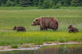 Brown Bear cubs Photo 147 print