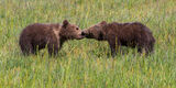 Brown Bear Photo 154 print