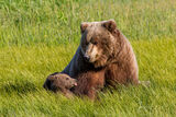 Brown Bear  cubs nursing Photo 158 print