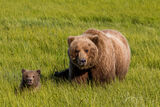 Brown Bear and cub Photo 159 print