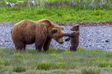 Brown Bear Photo Cub Playing 173 print