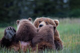 Grizzly Bear Nursing Bear Photo 21 print