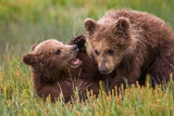 Brown Bear Photo 227 print