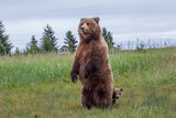 Brown Bear standing with cub Photo 245 print