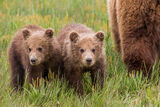 Brown Bear Cubs Photo 250 print