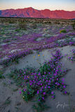 Mojave Spring print