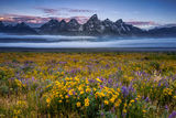 Jackson Hole Spring Flowers print
