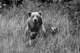 Mom and Cubs | Here's looking at you print