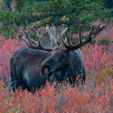 Moose in Flower Field print