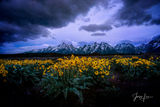 Spring flowers in the Tetons print
